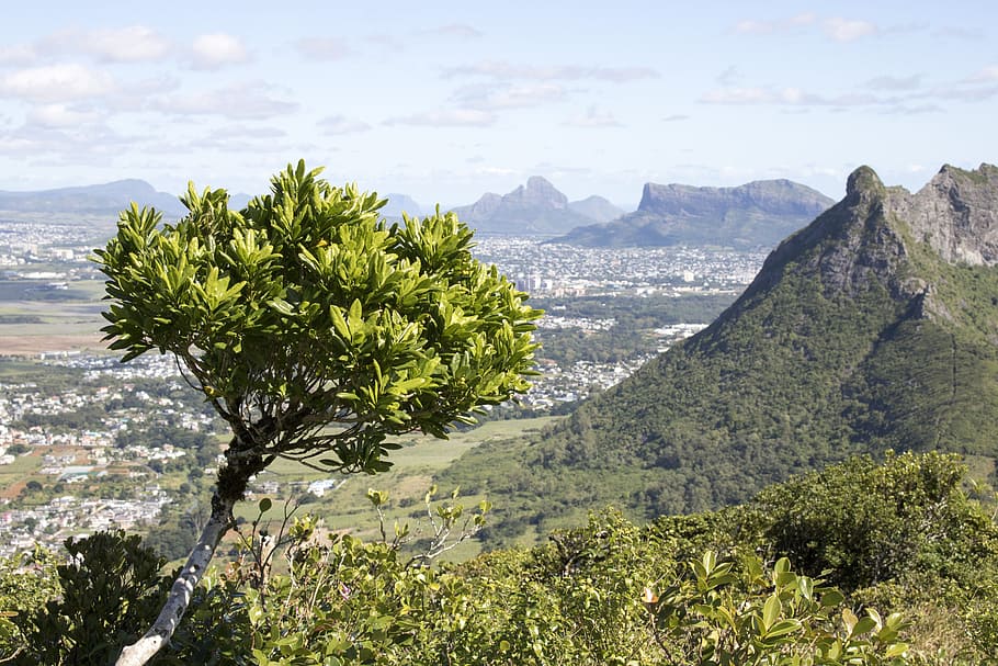 tree, mountain, green, landscape, scenery, environment, valley HD wallpaper