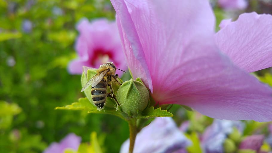 bee, pollen, hibiscus, flowering plant, beauty in nature, petal HD wallpaper
