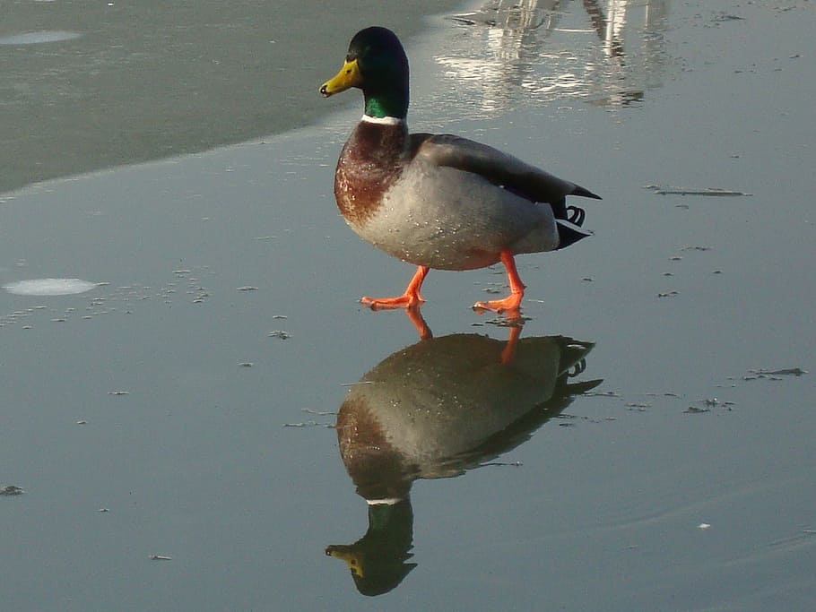 duck, water bird, winter, reflection, animal, animal themes HD wallpaper