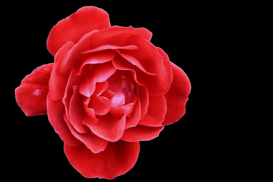 rose, red, red rose, blossom, bloom, black background, studio shot HD wallpaper