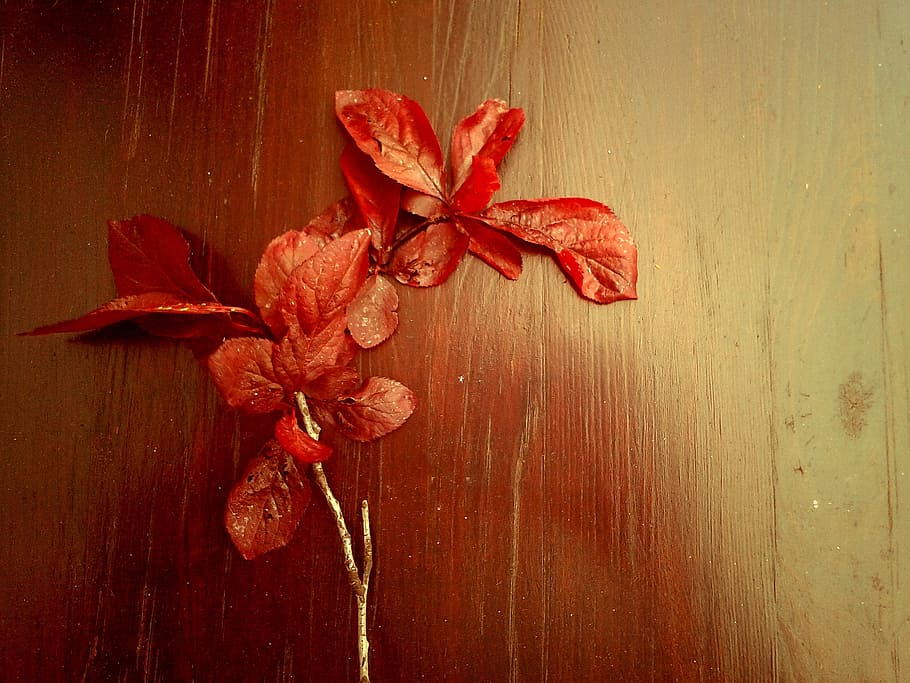 leaves, red, autumn, red leaf, tree, fall foliage, red maple leaves HD wallpaper