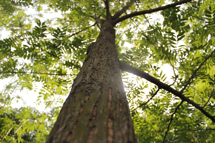 populus, big trees, canopy, trunk, look up, plant, tree trunk HD wallpaper