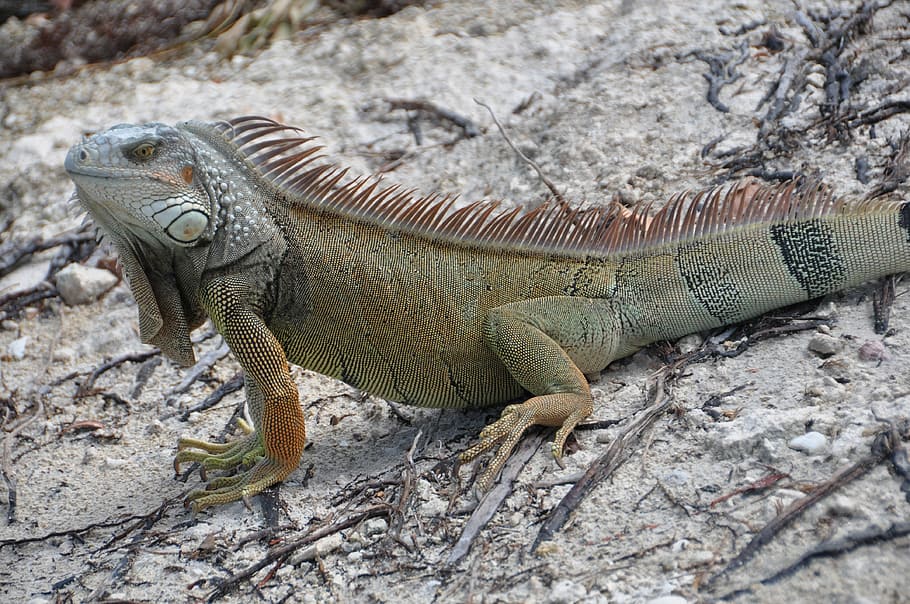 Iguana, Lizard, Animal World, Creature, reptile, brown, animals HD wallpaper