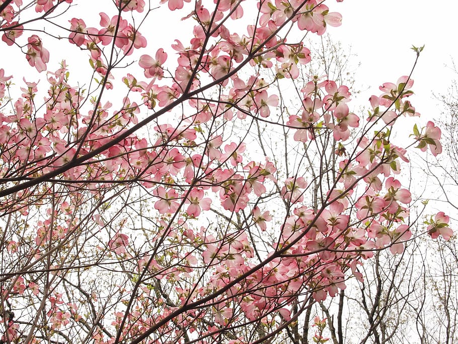 dogwood, spring, flowering, bloom, blossom, plant, nature, tree HD wallpaper