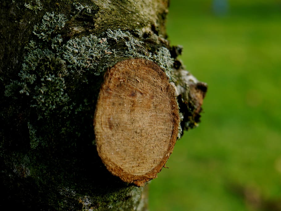 tree, branch, sawed off, green, nature, tree pruning, close-up HD wallpaper