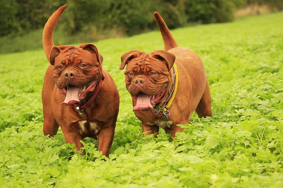 dog, mastiffs, bordeaux, dogue, outdoors, summer, funny, adult HD wallpaper