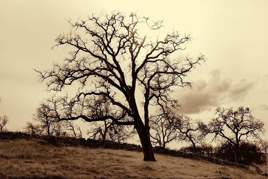 tree, oak, oak tree, sepia, western, nature, wood, environment HD wallpaper