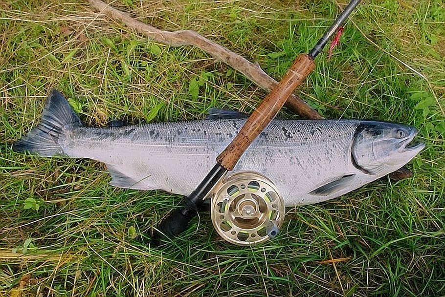 salmon, rod, reel, alaska, fishing, river, catch, nature, fisherman