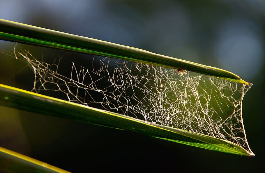 Spider'S Web, Leaves, Tangle, Trap, cobweb, green color, close-up HD wallpaper