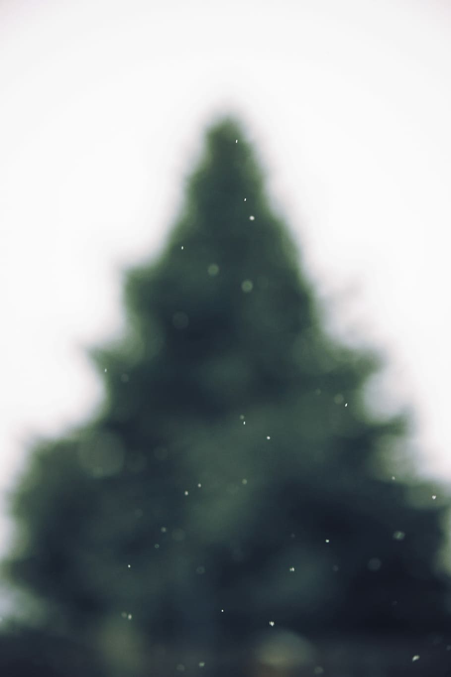 green tree, green Christmas tree illustration, pine tree, blurry HD wallpaper