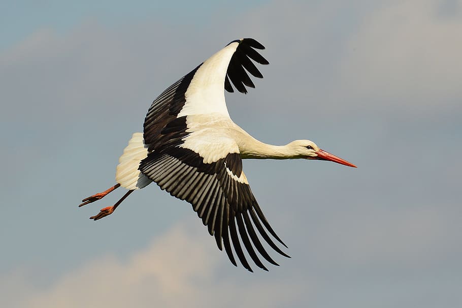 selective focus photograph of bird, stork, fly, elegant, feather HD wallpaper