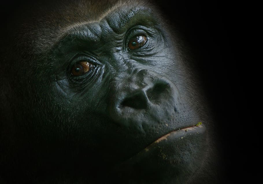 shallow focus on a Gorilla's face, monkey, zoo, animal, ape, watch