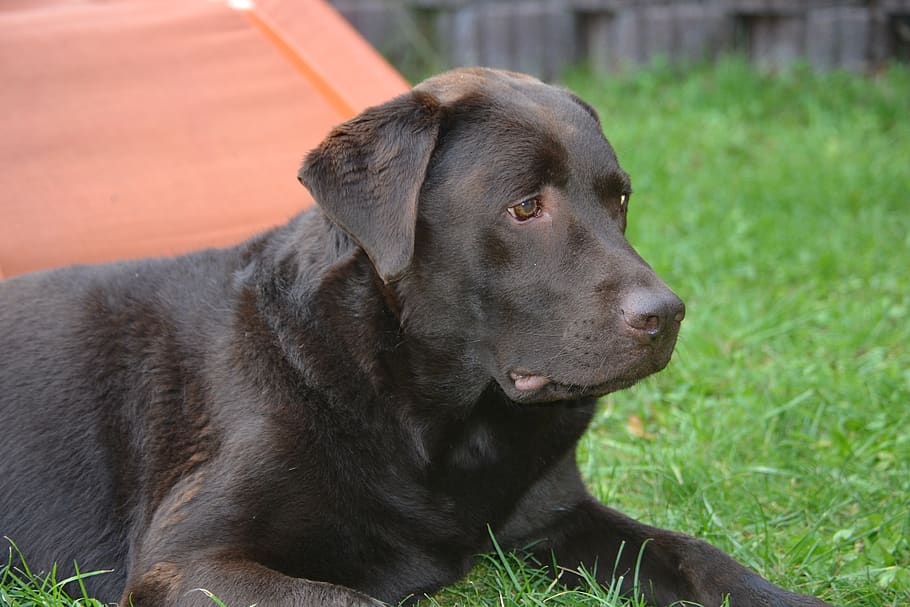labrador, brown, dog, one animal, canine, animal themes, mammal HD wallpaper