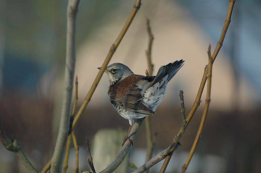 Thrush, Garden, Tree, Spring, Bird, fig tree, nature, animal HD wallpaper
