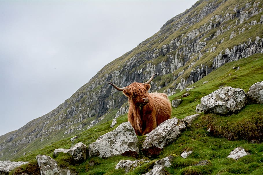 yak standing on grass field, nature, landscape, rock, green, animals, HD wallpaper