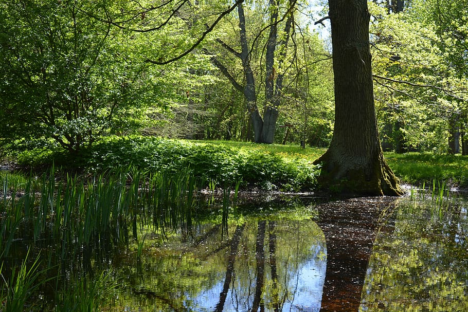 dust, tree, water, water mirror, spring, plant, forest, growth HD wallpaper