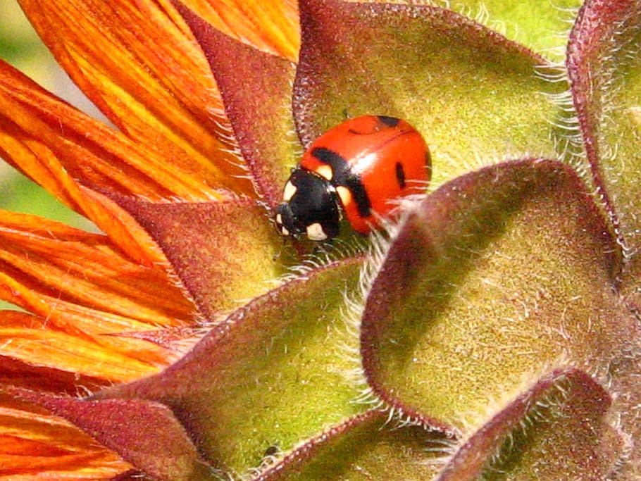 ladybug on orange flower, beetle, sunflower, insect, macro HD wallpaper