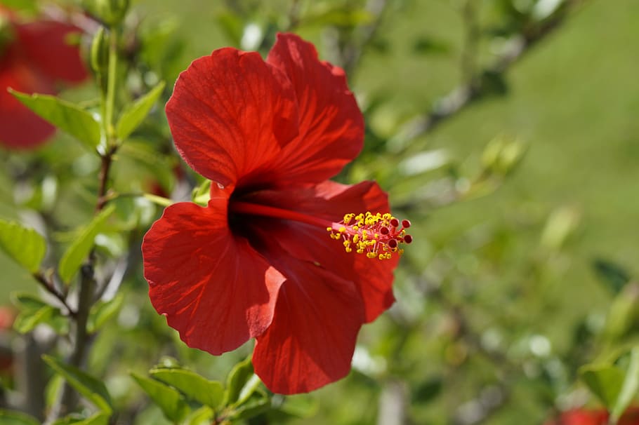 hibiscus, red, blossom, bloom, flower, mallow, malvaceae, plant, HD wallpaper