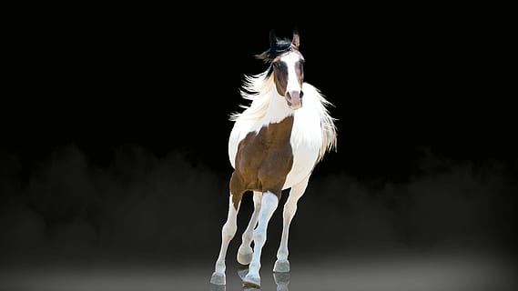 white and brown horse galloping with black background, wallpaper HD wallpaper