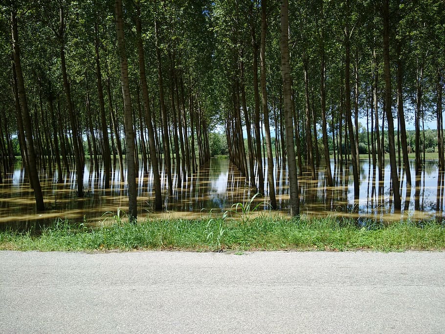 flood, water, river, nature, tree, forest, outdoors, plant HD wallpaper