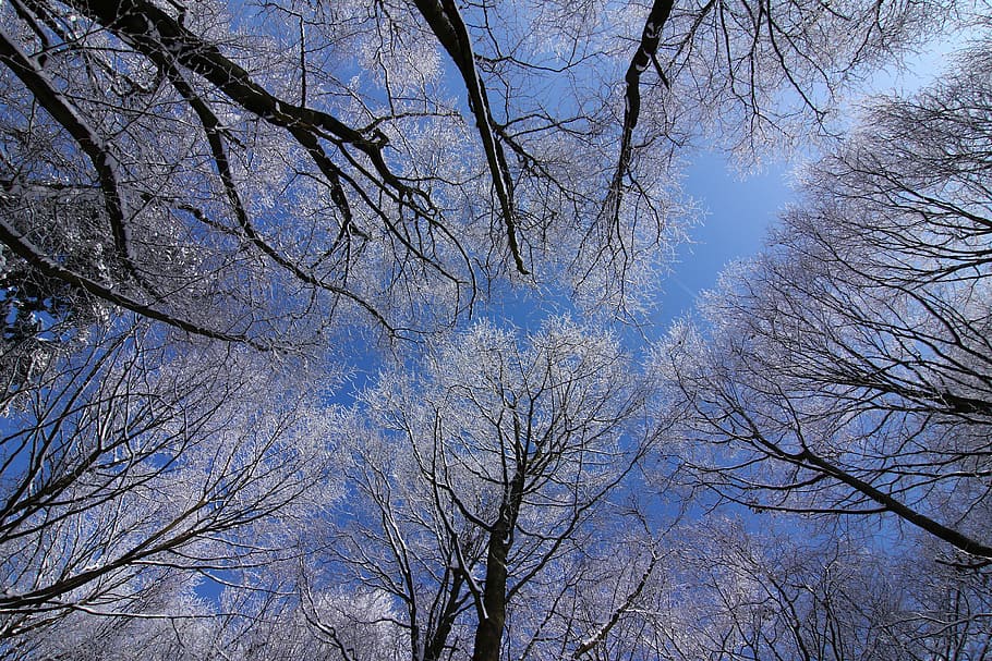 trees, winter, snow, blue sky, branches, cold, bare tree, no people HD wallpaper
