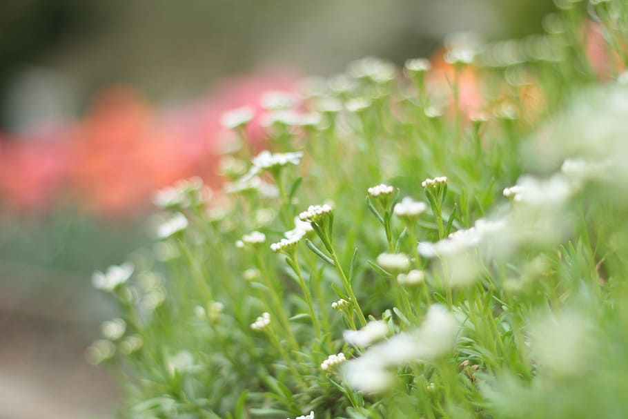 flower, garden, summer, plant, flowering plant, selective focus HD wallpaper