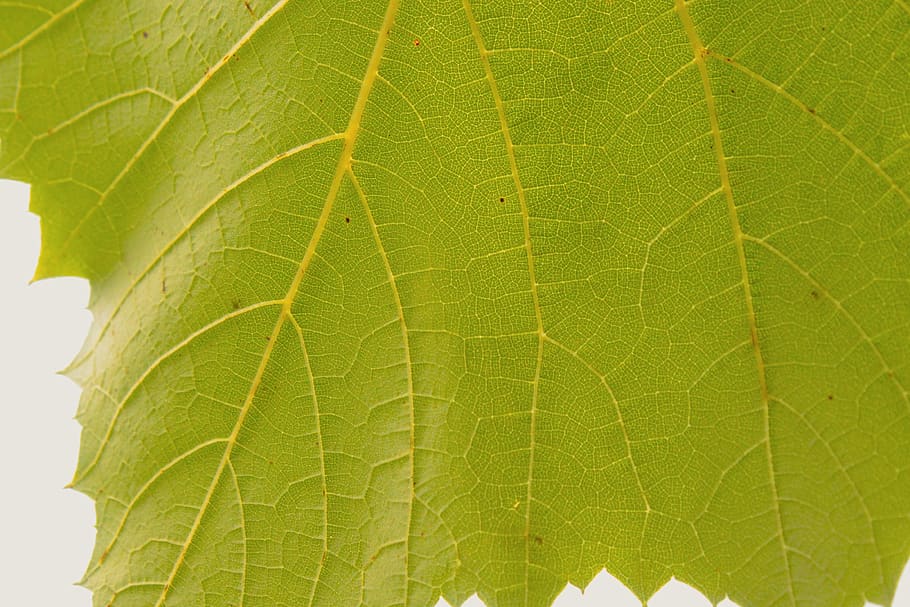 leaf, green, nature, texture, pattern, model, light, plant part HD wallpaper