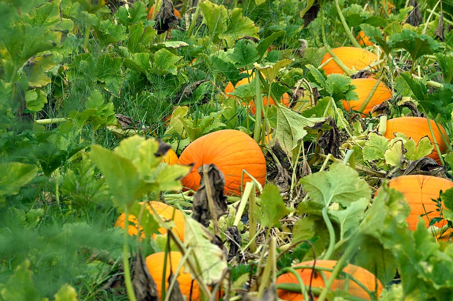 pumpkin, autumn, plant, growth, flowering plant, orange color HD wallpaper