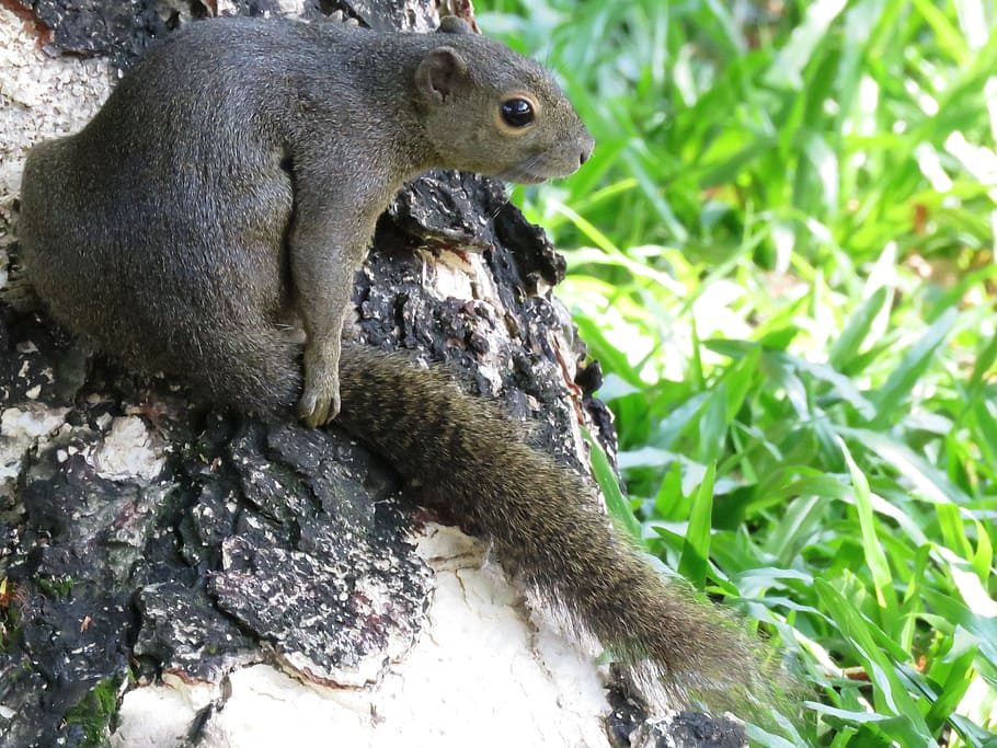 close up photo of a grey squirrel on a tree trunk beside green grasses HD wallpaper