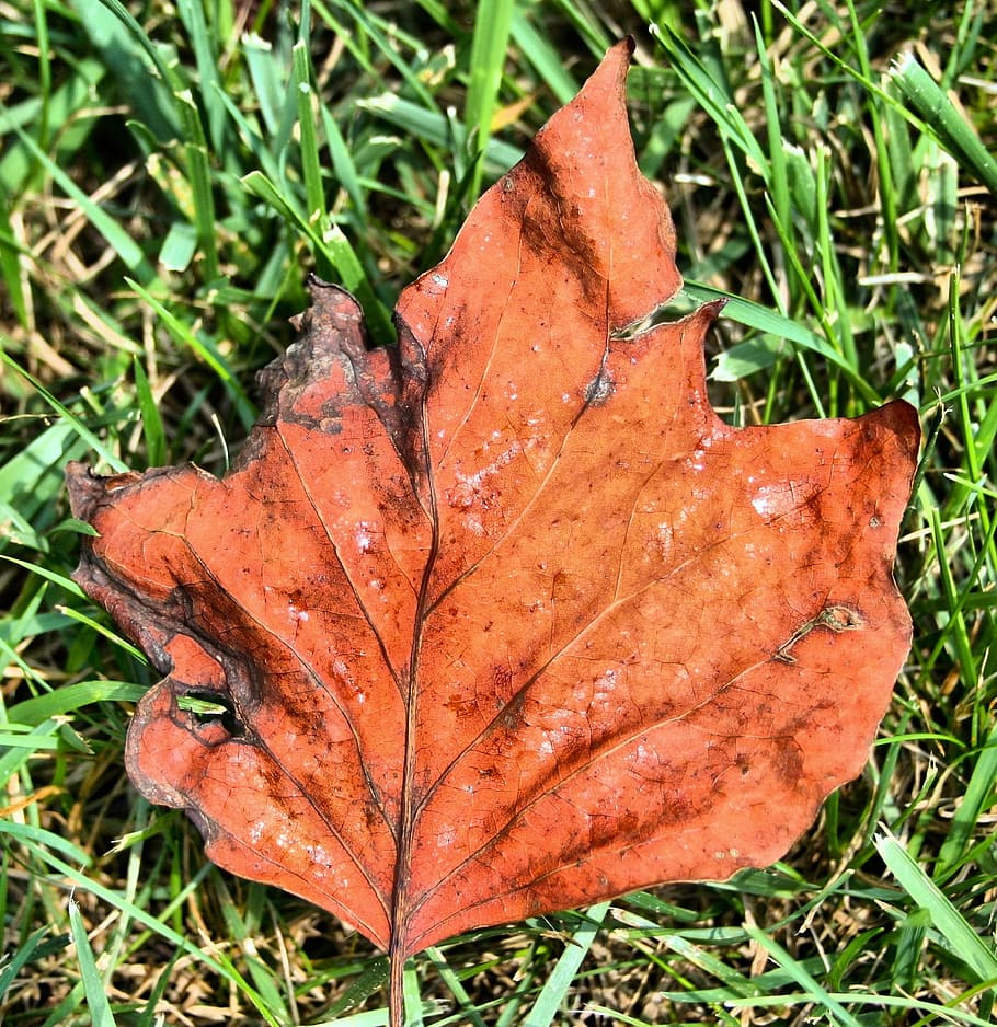 Leaf, Fall, Autumn, Forest, Nature, foliage, landscape, season HD wallpaper