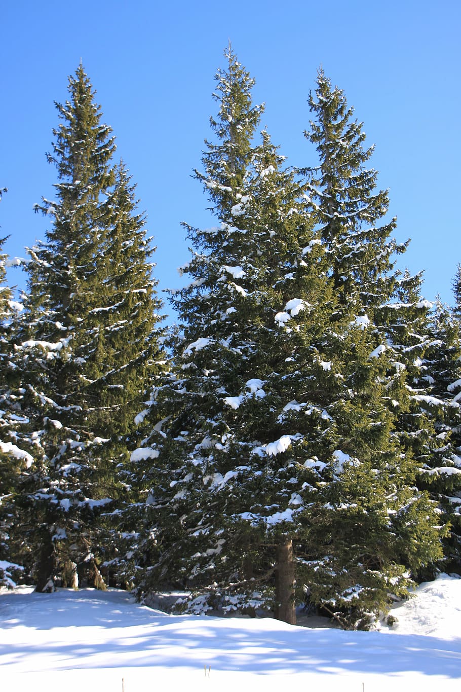 fir, mountain, pine, snowy, sunny, trees, winter, nature, forest HD wallpaper