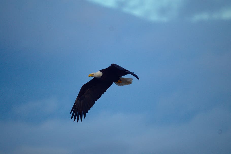 Eagle, Bird, Predator, one animal, animal wildlife, animals in the wild HD wallpaper