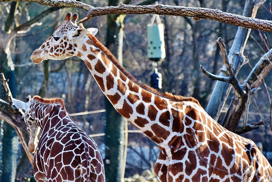 two giraffe standing near tree at daytime, neck, giraffe head, HD wallpaper