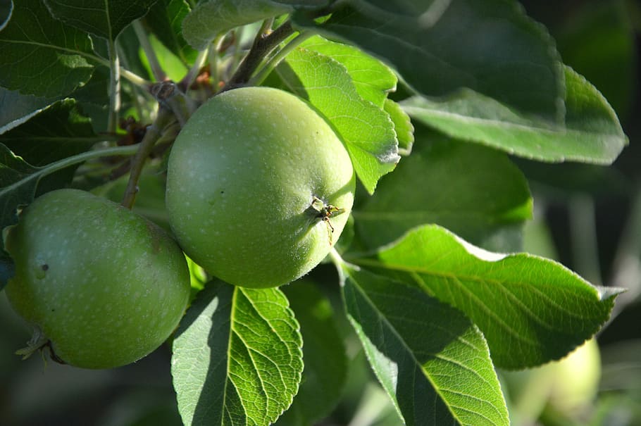 fruit, apple, green, immature, food, eat, food and drink, healthy eating HD wallpaper