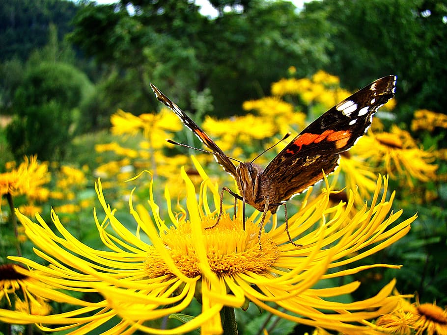 butterfly, macro, insect, leaf, garden, rusalka, flower, closeup HD wallpaper
