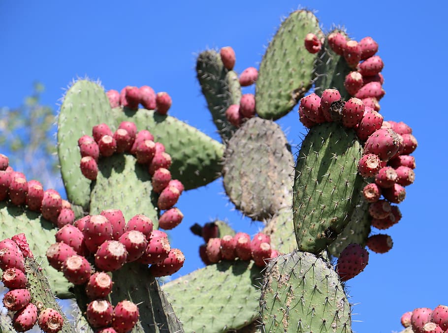 cactus, nopal, prickly, pear, desert, natural, mexico, spike