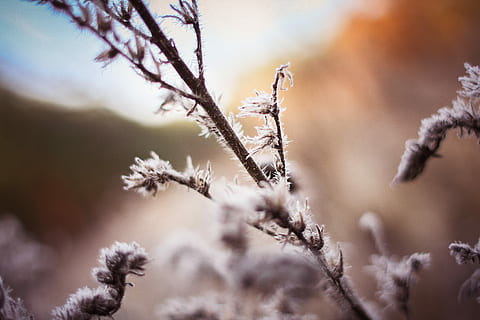 Morning Hoarfrost on a Bush, cold, ice, nature, snow, tree, winter HD wallpaper