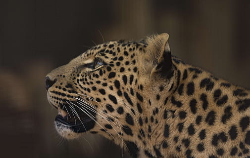 black and brown tiger, leopard, cub, rosettes, predator, africa HD wallpaper