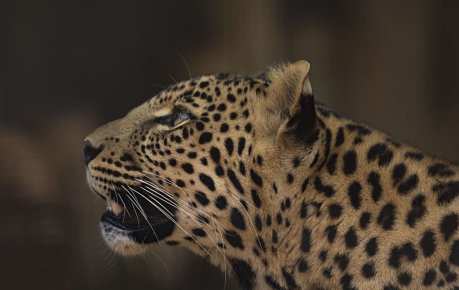 black and brown tiger, leopard, cub, rosettes, predator, africa HD wallpaper