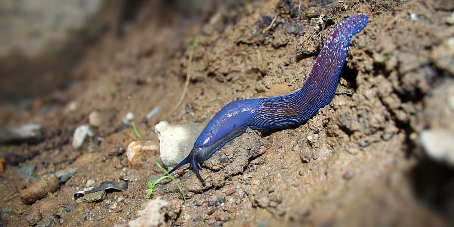 selective focus photography of blue worm on brown soil, slug HD wallpaper