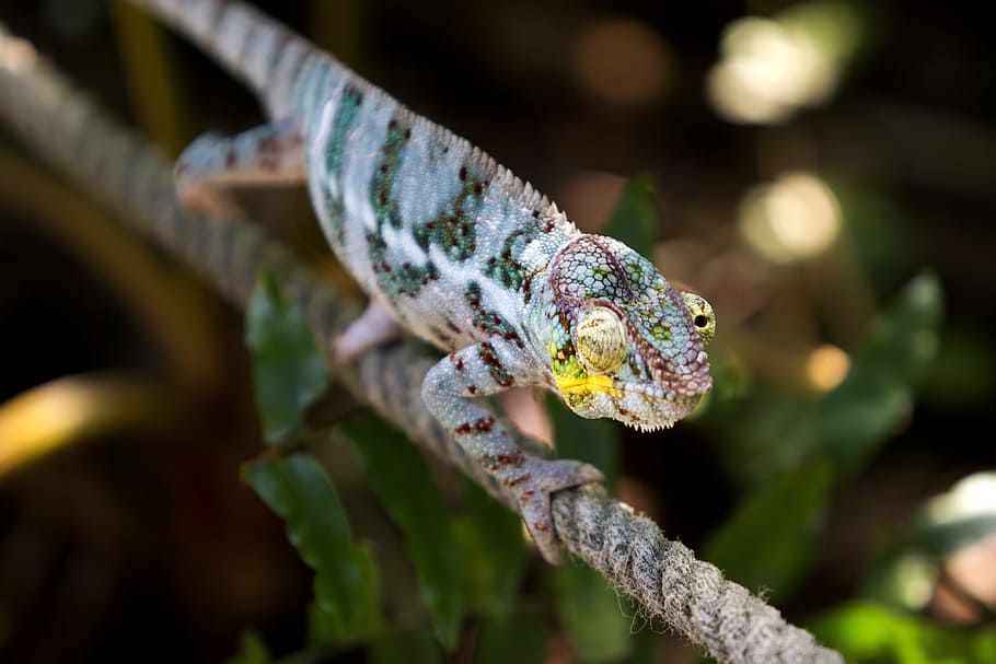 colorful, reptile, zoo, zoo animal, camouflage, chameleon, close, HD wallpaper