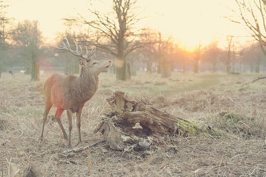 stag near cut logs surrounded by bare trees during daytime, animal HD wallpaper