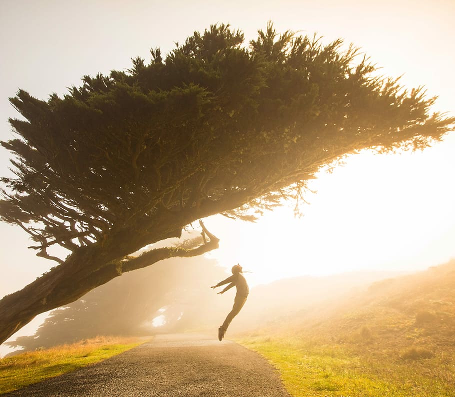 silhouette of person jumping under tree, person jumps under tree HD wallpaper