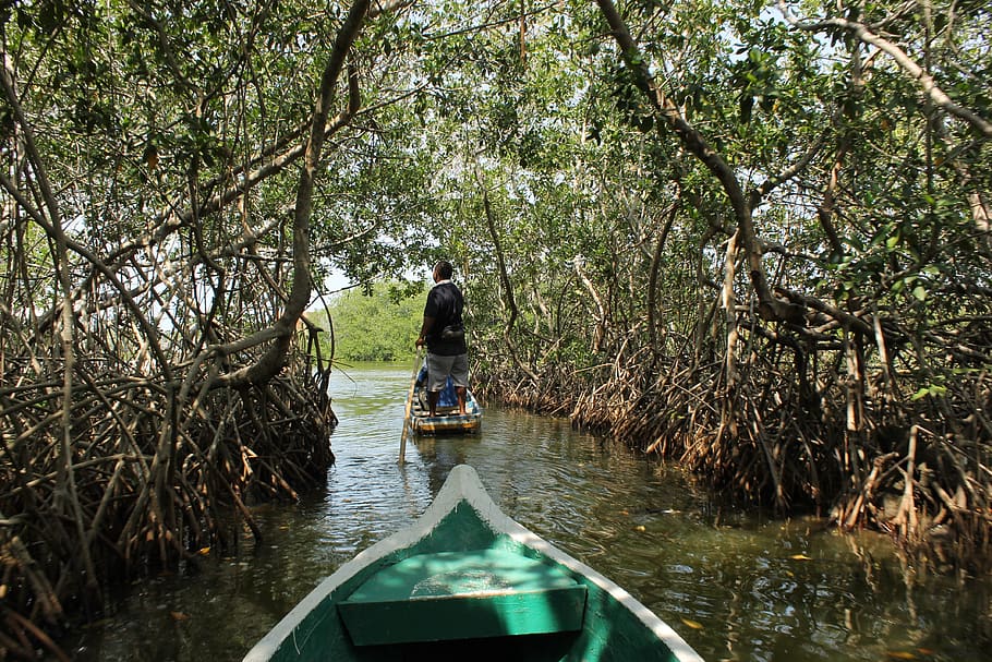 colombia, mangrove, nature, caribbean, green, swamp, tropical, HD wallpaper