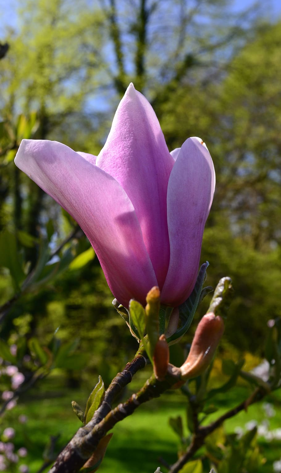 nature, flower, plant, leaf, growth, flowering plant, beauty in nature HD wallpaper