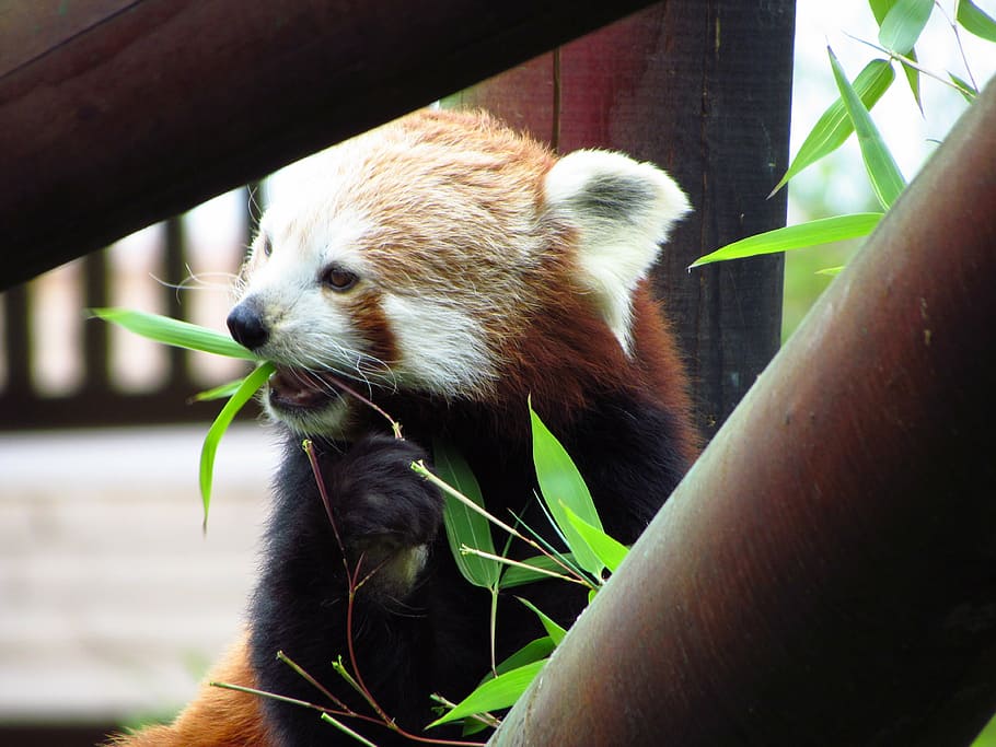 red, panda, red panda, eating, sitting, animal, wildlife, hungry HD wallpaper