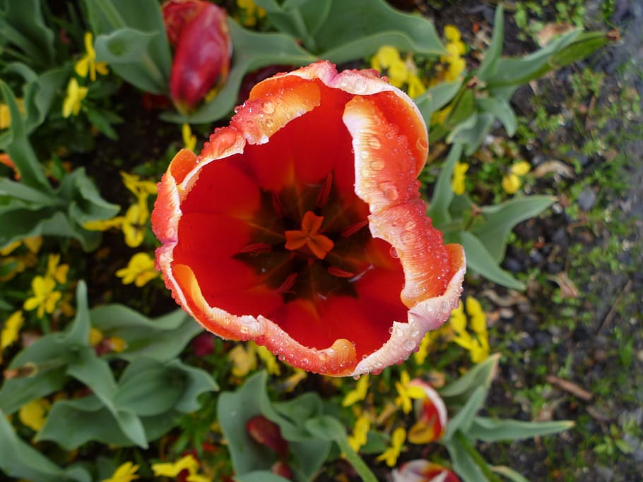 tulip, flower, switzerland, luzern, red, stamens, dew, freshness, HD wallpaper