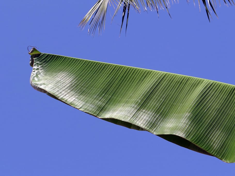Leaves, Leafy, Banana, Plants, Trees, flora, tropical, blue HD wallpaper