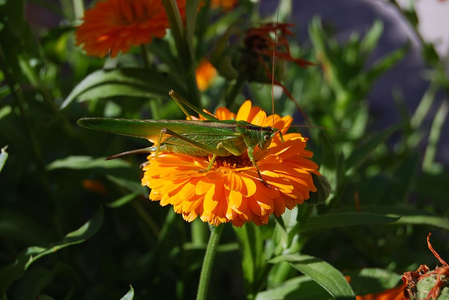 grasshopper, insect, nature, green, flower, flowering plant HD wallpaper