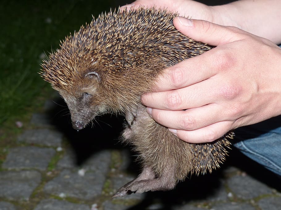 Hedgehog, Animal, Prickly, Hand, keep, lift, detention, nature HD wallpaper